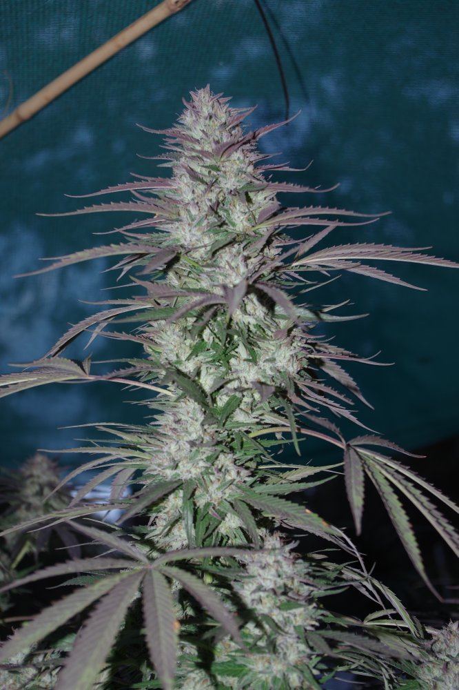 Grow Log 3695 10 19 2017