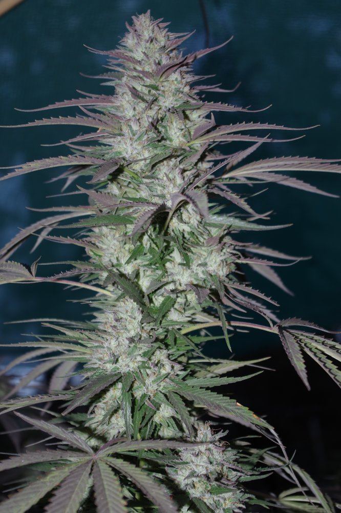 Grow Log 3698 10 19 2017
