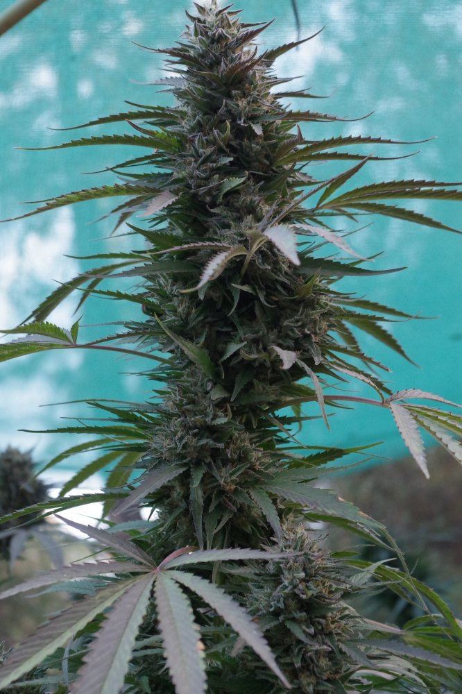 Grow Log 3703 10 19 2017