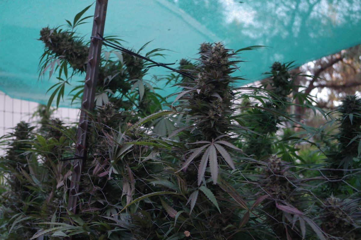 Grow Log 3704 10 19 2017
