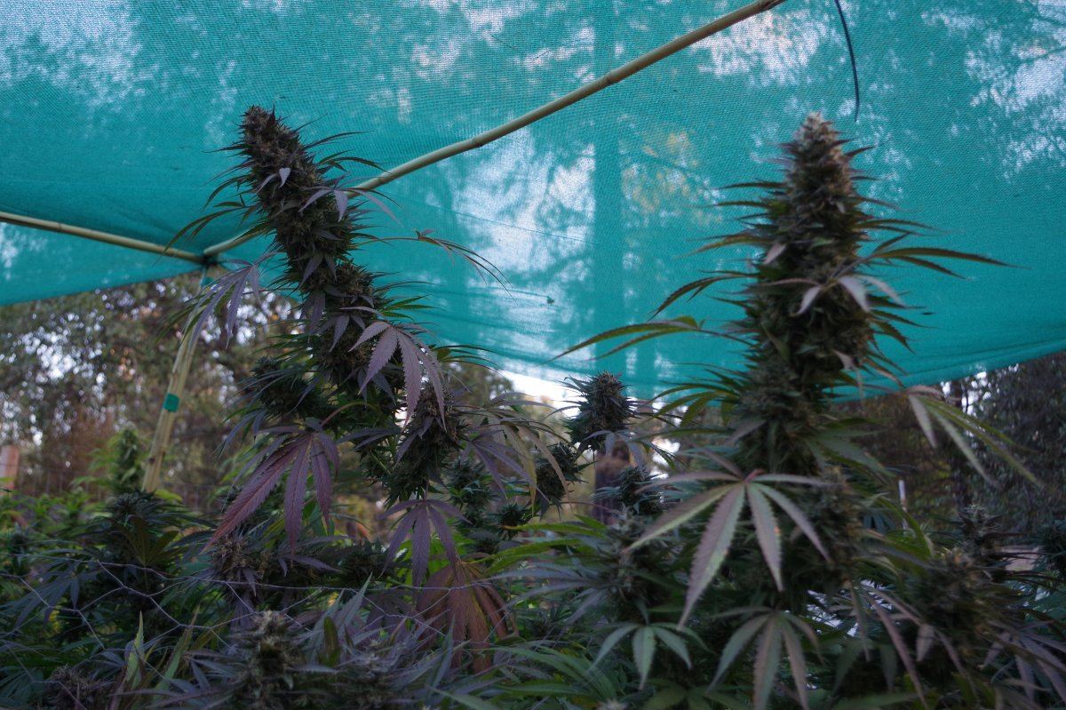 Grow Log 3722 10 19 2017