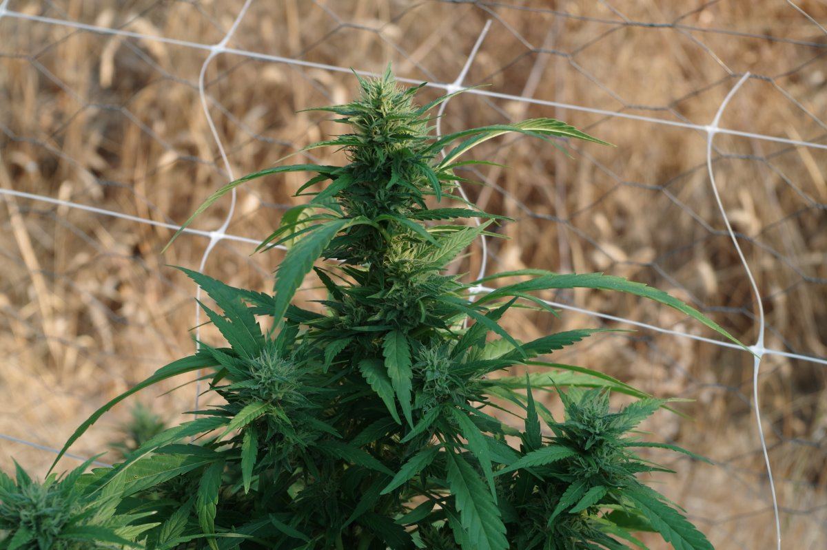 Grow Log 4144 09 02 2017