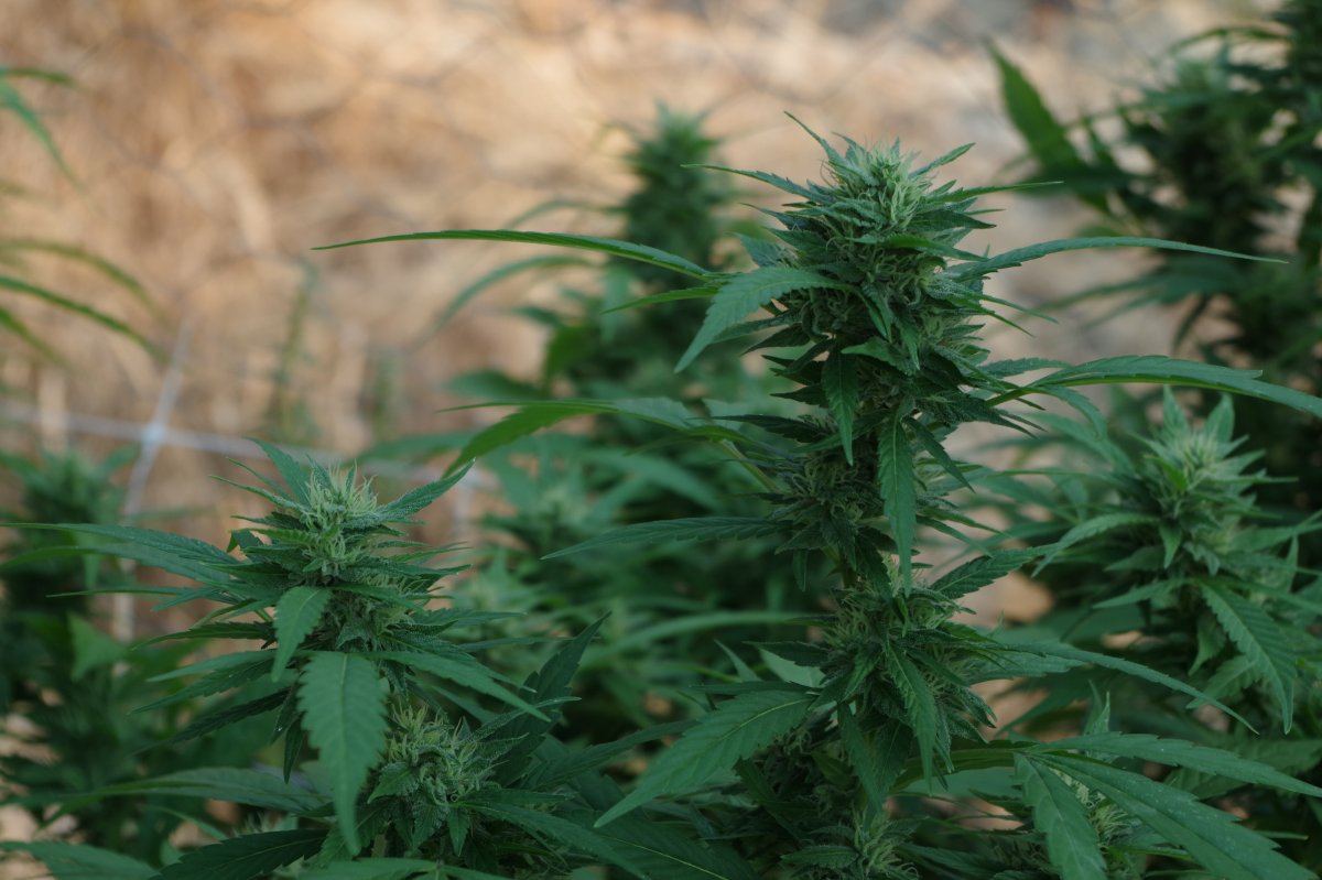 Grow Log 4217 09 02 2017
