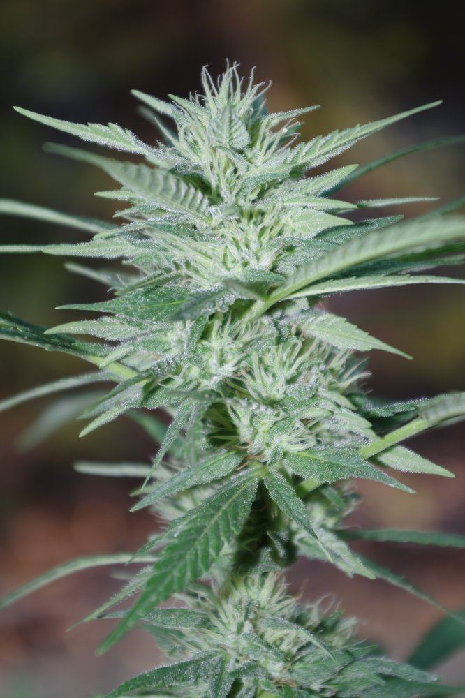 Grow Log 4234 09 02 2017