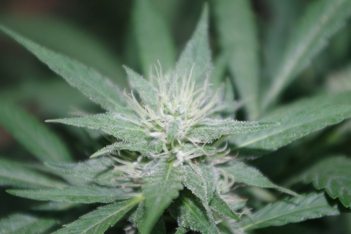 Grow Log 4246 09 02 2017
