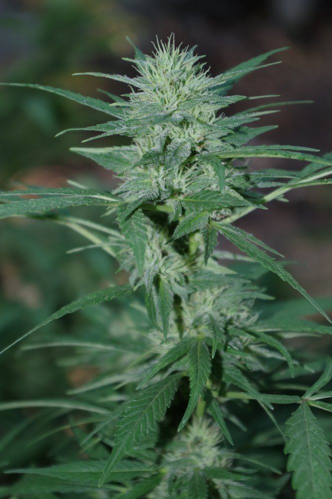Grow Log 4251 09 02 2017