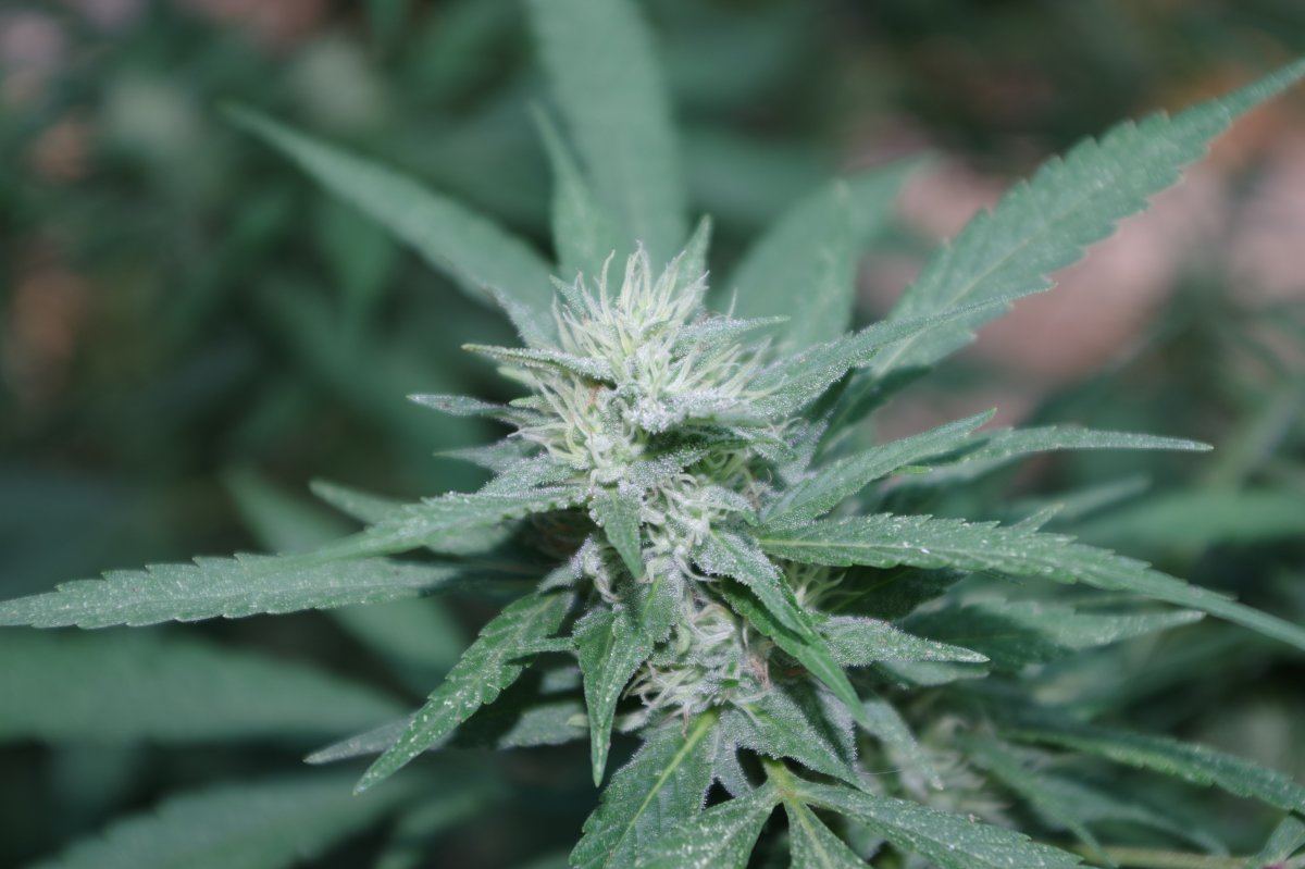 Grow Log 4260 09 02 2017