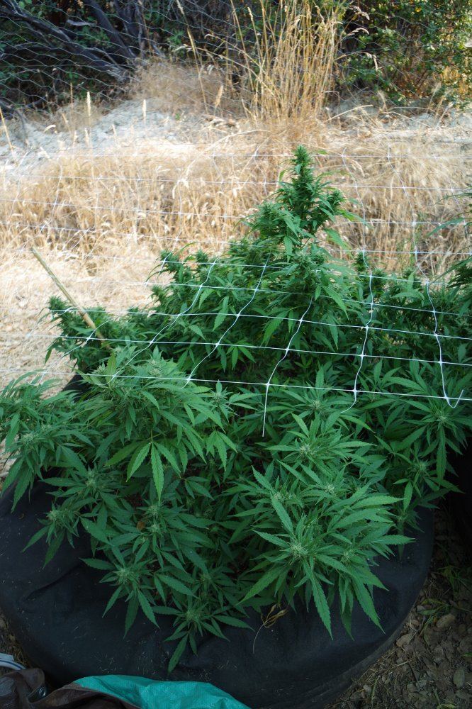 Grow Log 4300 09 02 2017