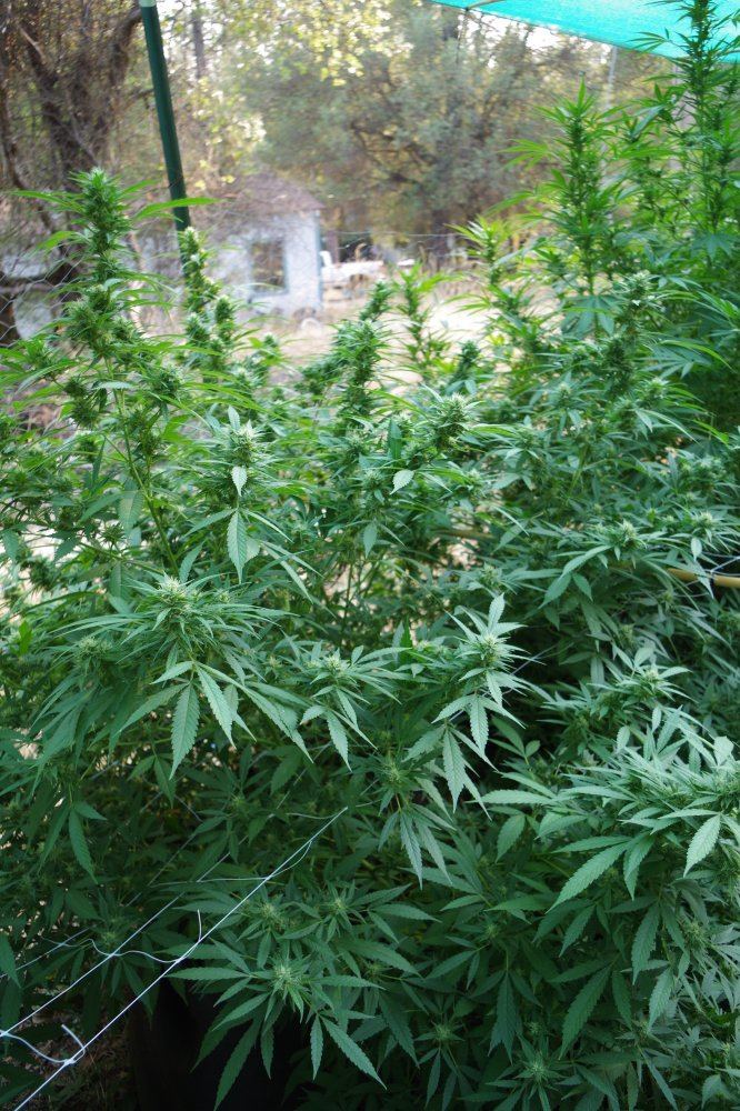 Grow Log 4315 09 02 2017