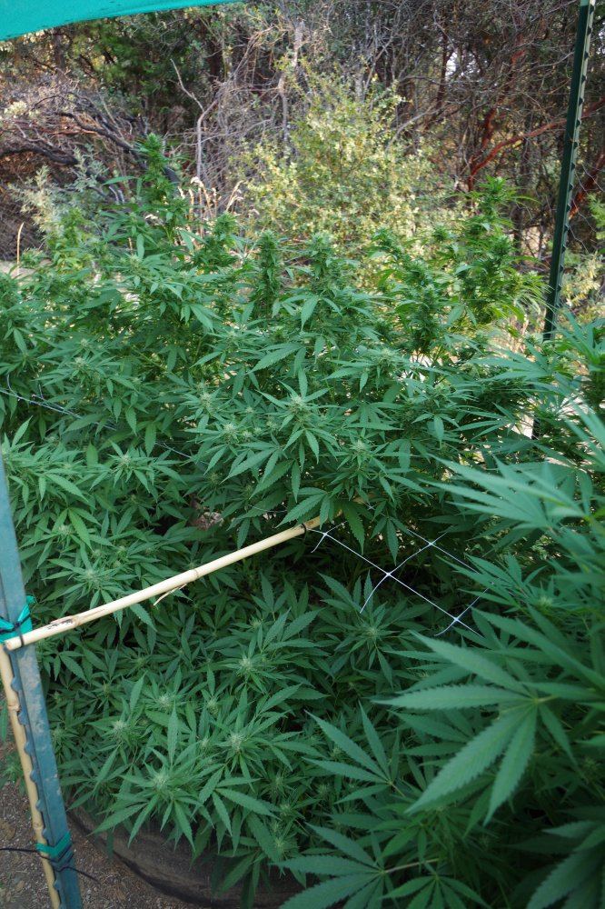 Grow Log 4326 09 02 2017