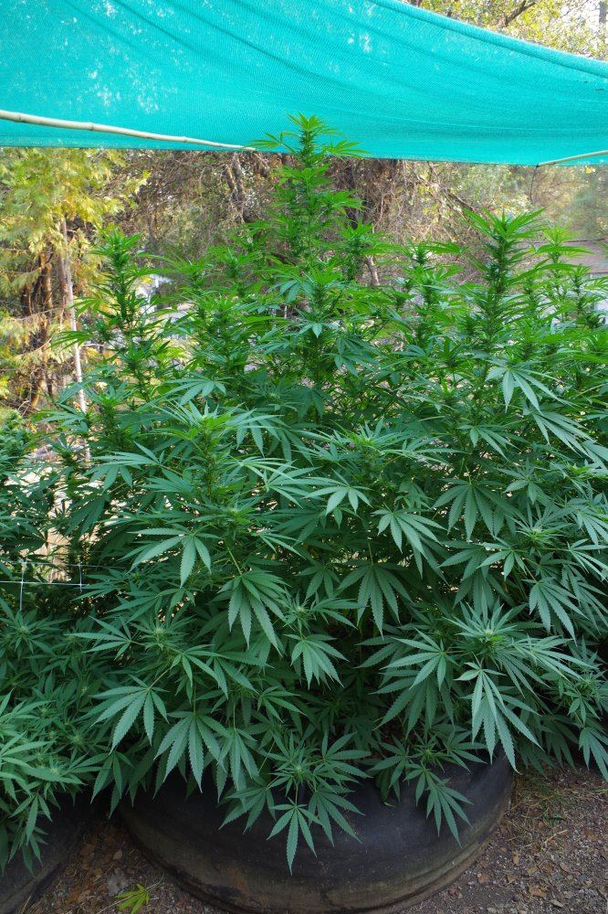 Grow Log 4355 09 02 2017