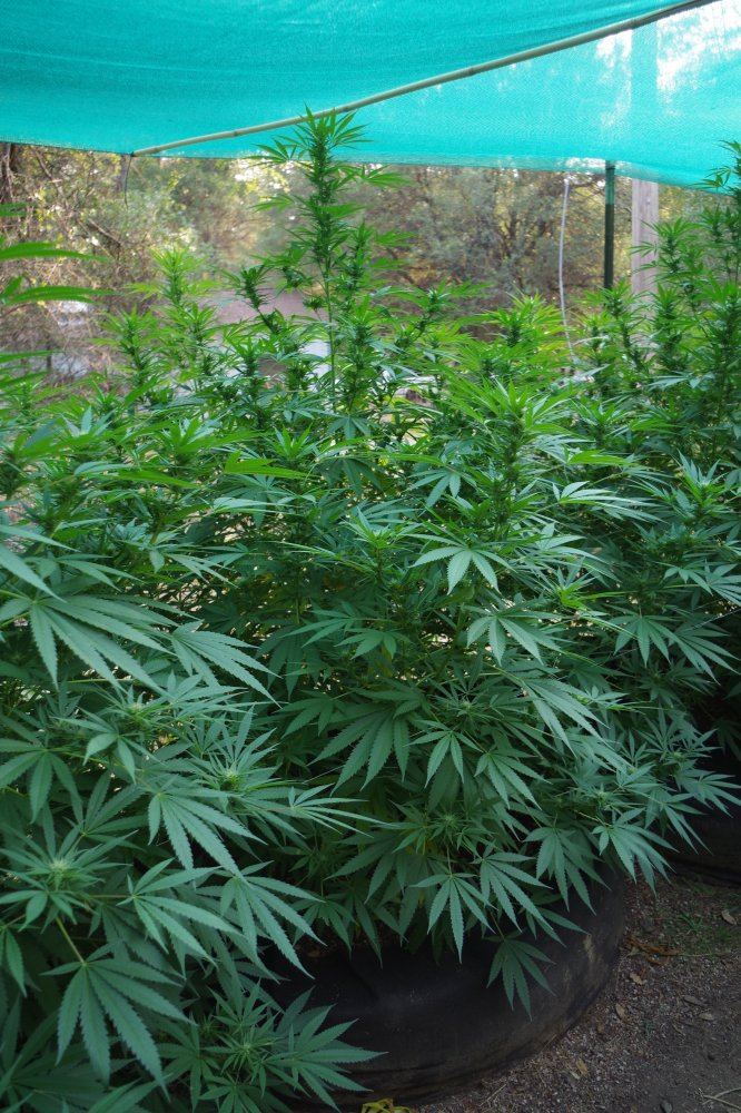 Grow Log 4377 09 02 2017