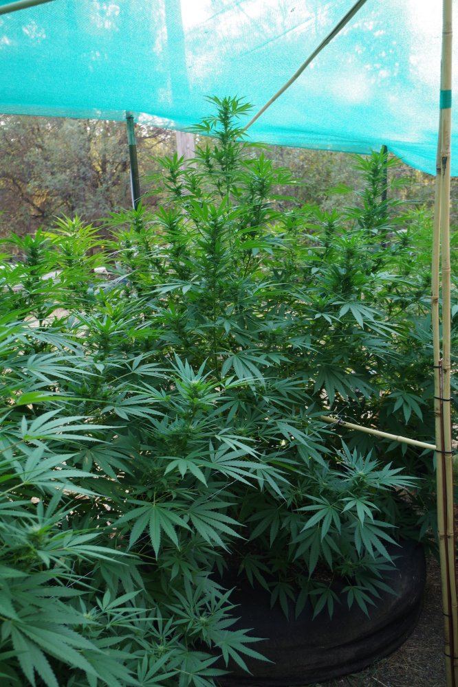 Grow Log 4427 09 02 2017