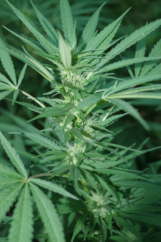 Grow Log 4498 09 02 2017