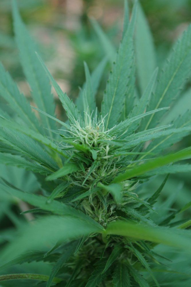 Grow Log 4514 09 02 2017