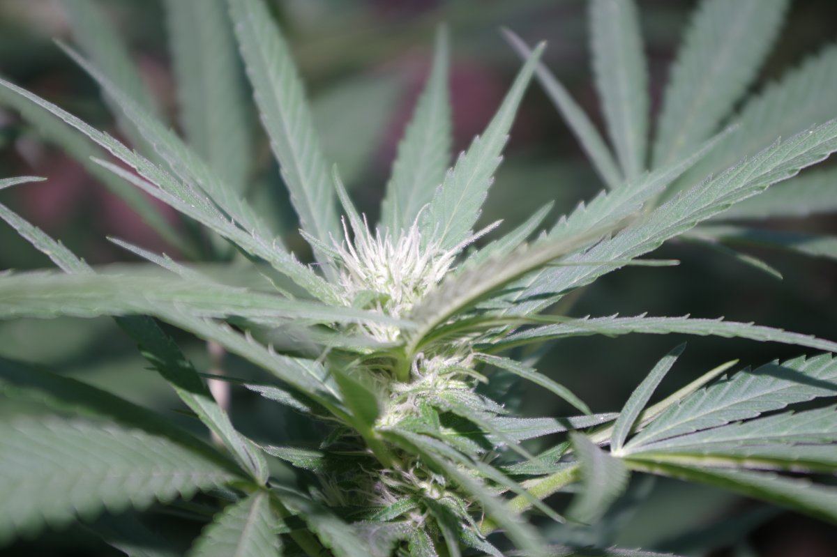 Grow Log 4553 09 02 2017