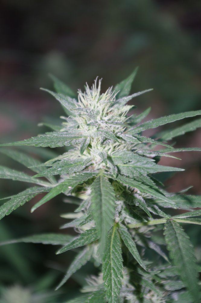 Grow Log 4568 09 02 2017