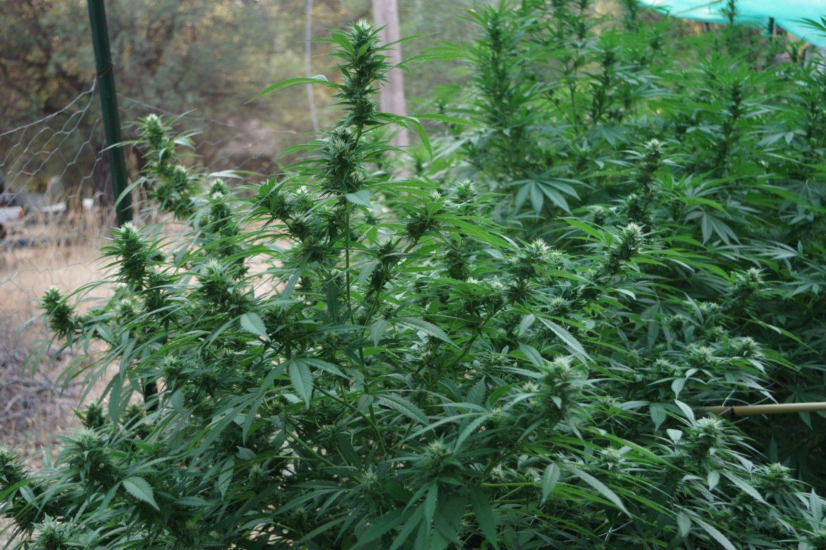 Grow Log 4620 09 02 2017