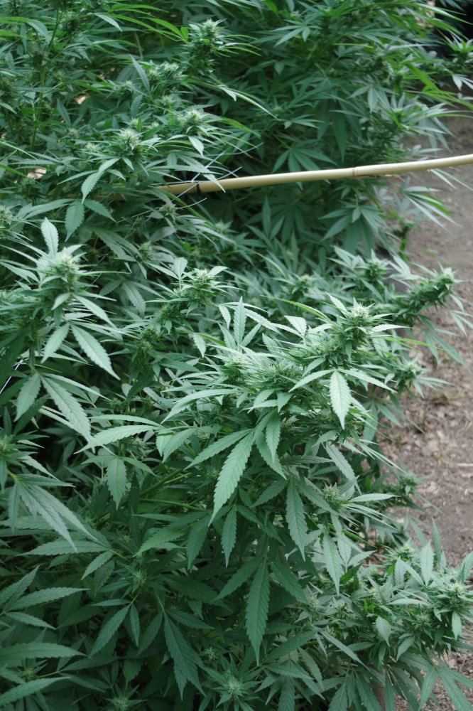 Grow Log 4659 09 02 2017