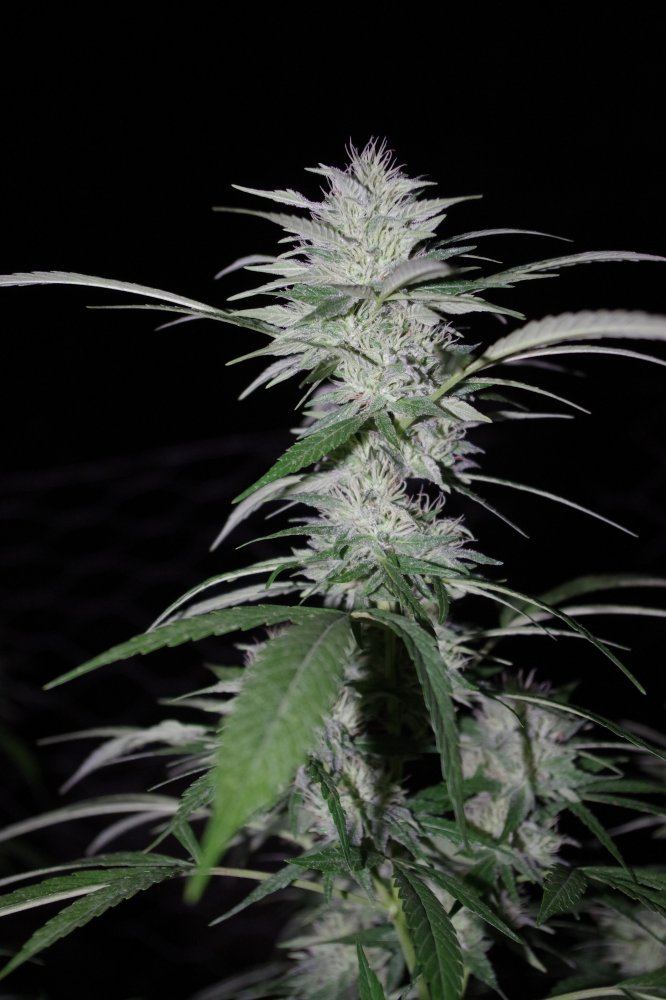 Grow Log 4939 09 07 2017