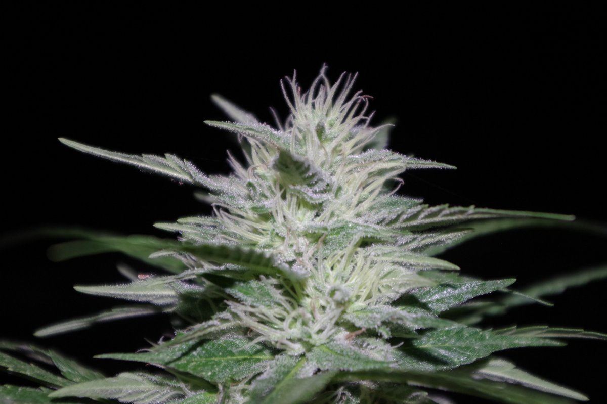 Grow Log 4947 09 07 2017