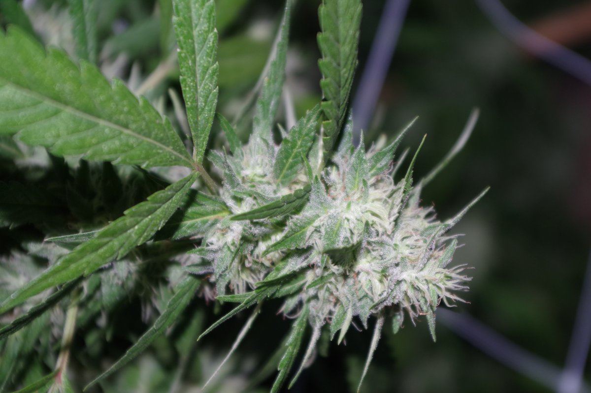 Grow Log 4953 09 07 2017