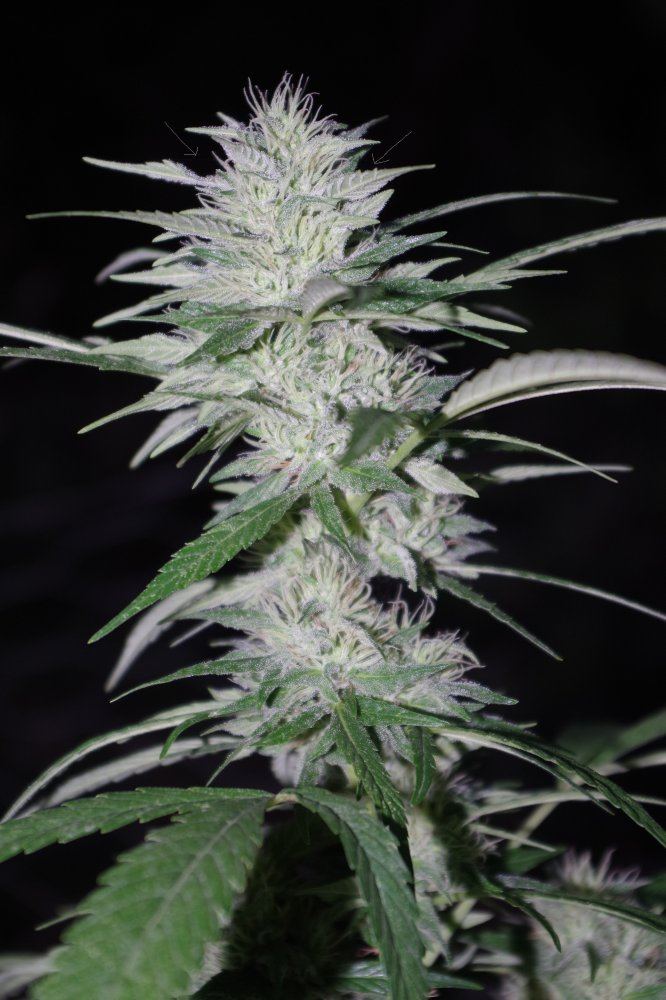 Grow Log 4959 09 07 2017