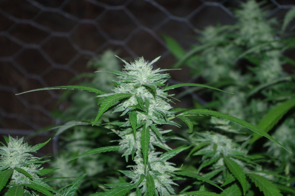 Grow Log 4967 09 07 2017