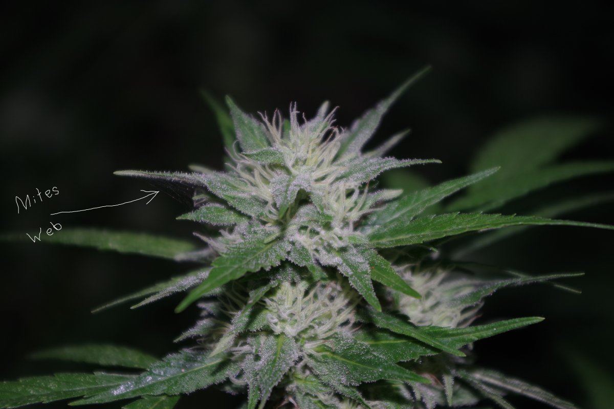 Grow Log 4987 09 07 2017