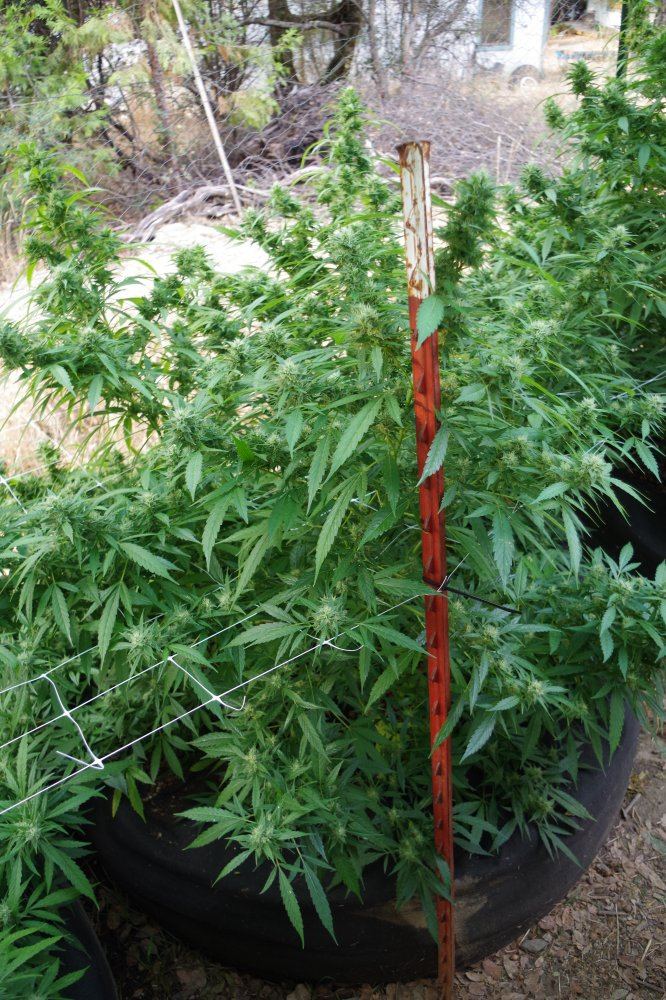 Grow Log 5003 09 07 2017