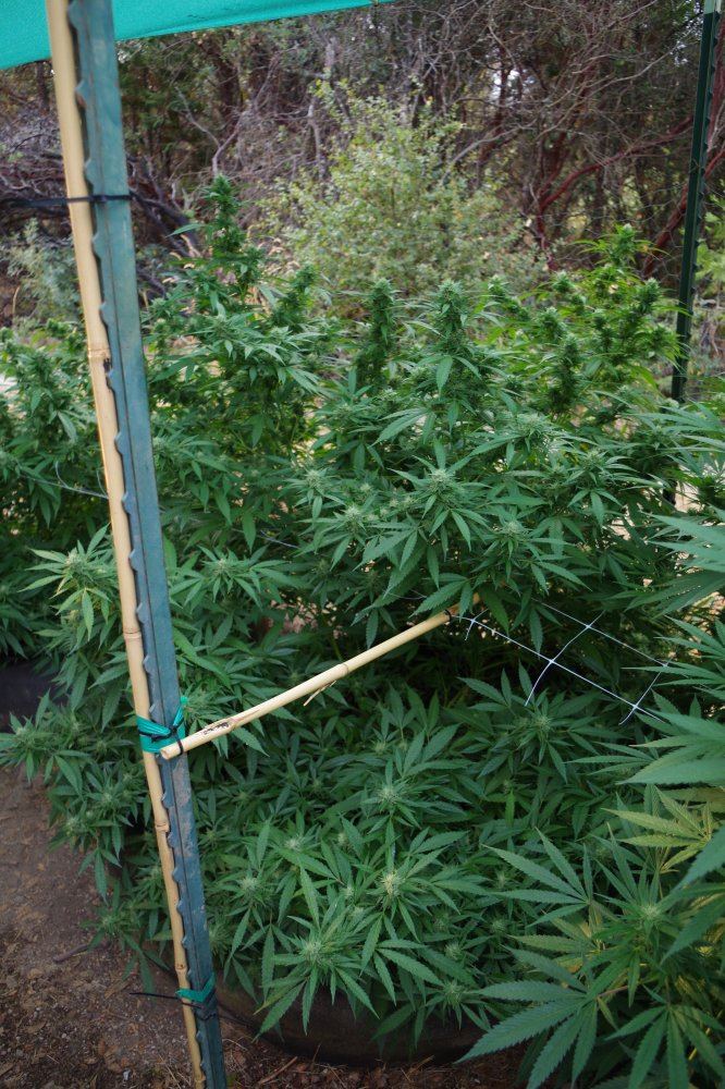 Grow Log 5017 09 07 2017