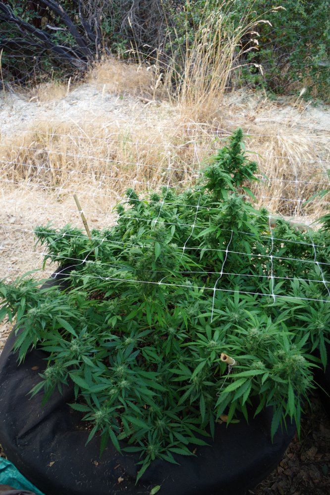 Grow Log 5042 09 07 2017
