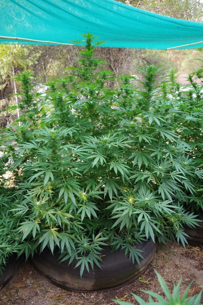Grow Log 5096 09 07 2017