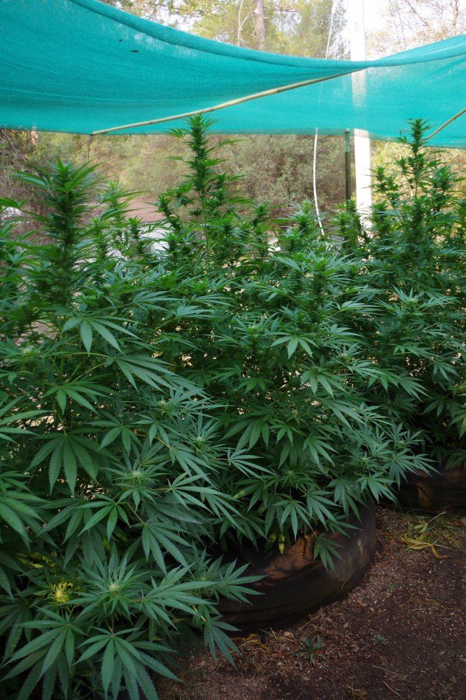 Grow Log 5109 09 07 2017