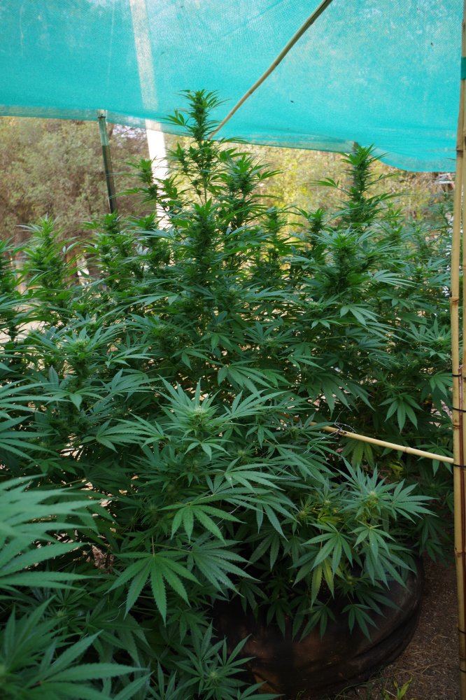 Grow Log 5133 09 07 2017