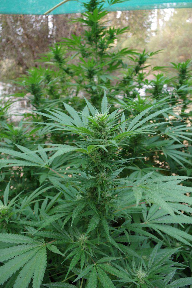 Grow Log 5183 09 07 2017