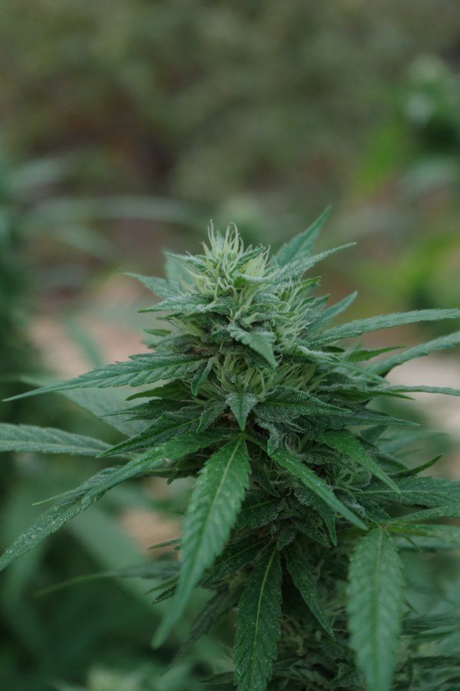 Grow Log 5252 09 07 2017