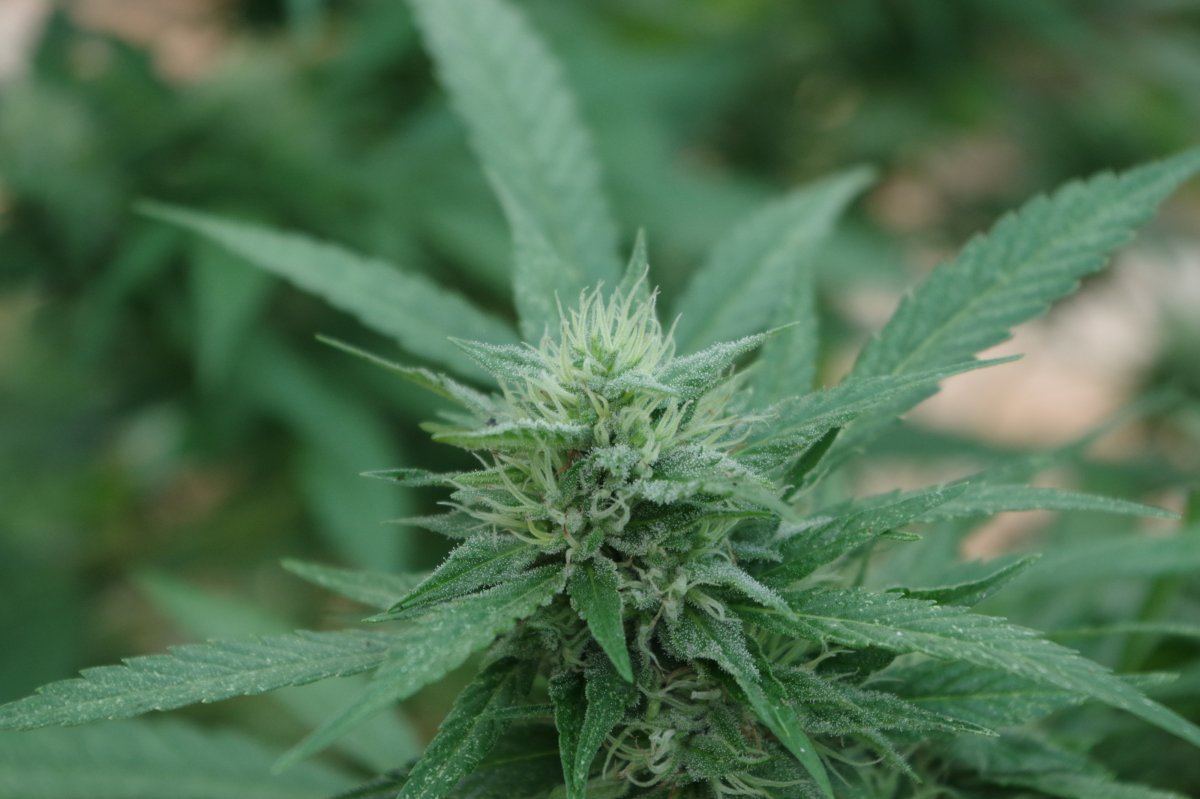 Grow Log 5280 09 07 2017