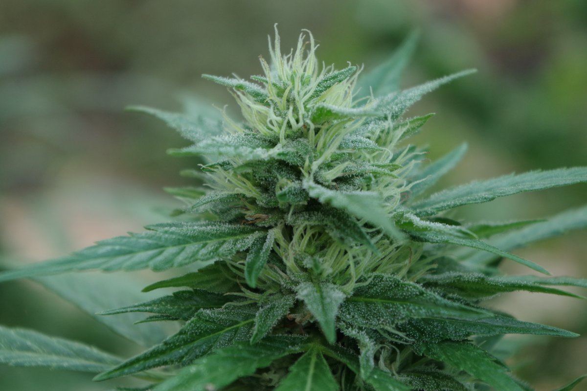 Grow Log 5356 09 07 2017