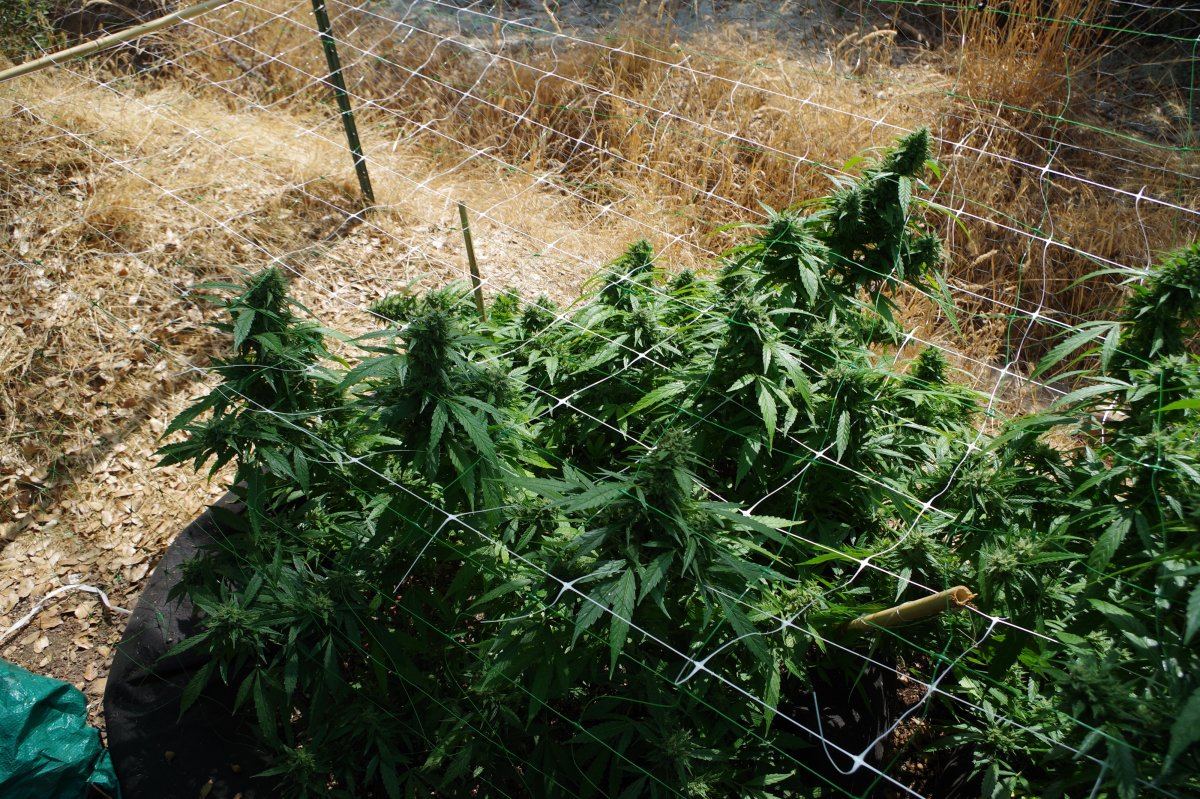 Grow Log 7478 09 16 2017