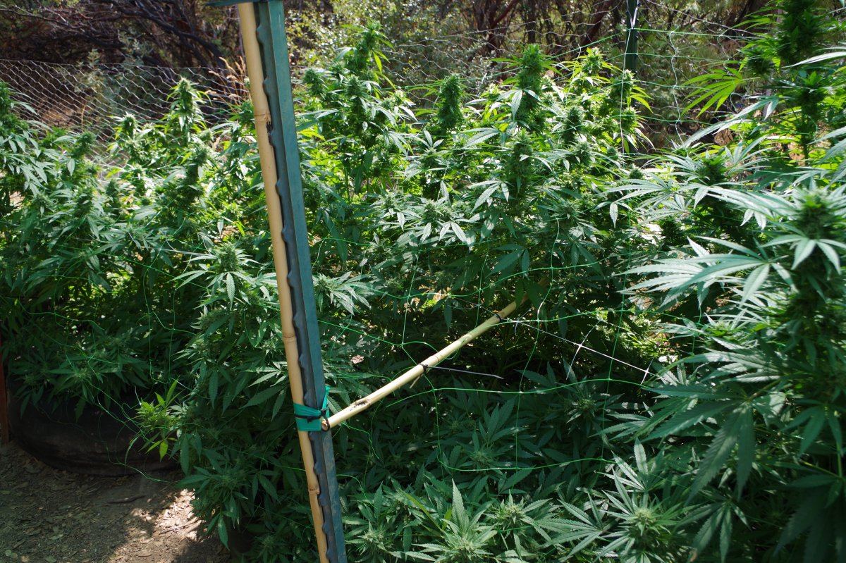 Grow Log 7513 09 16 2017