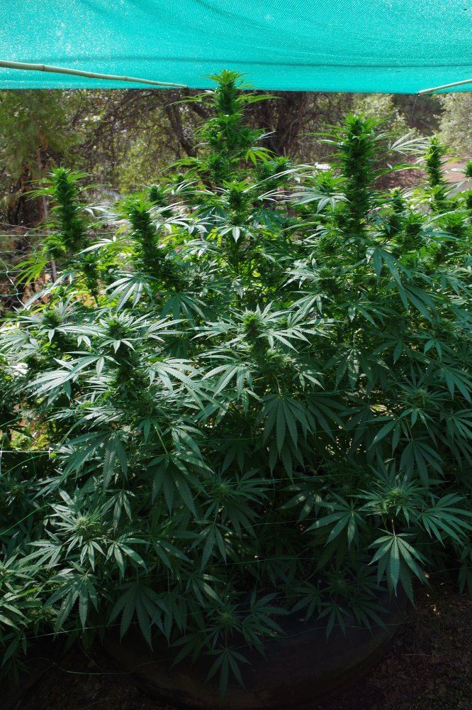 Grow Log 7530 09 16 2017