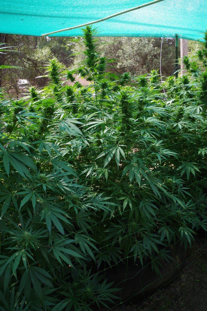 Grow Log 7556 09 16 2017