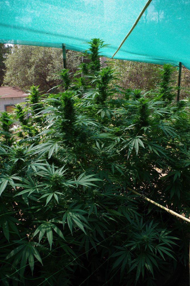 Grow Log 7575 09 16 2017