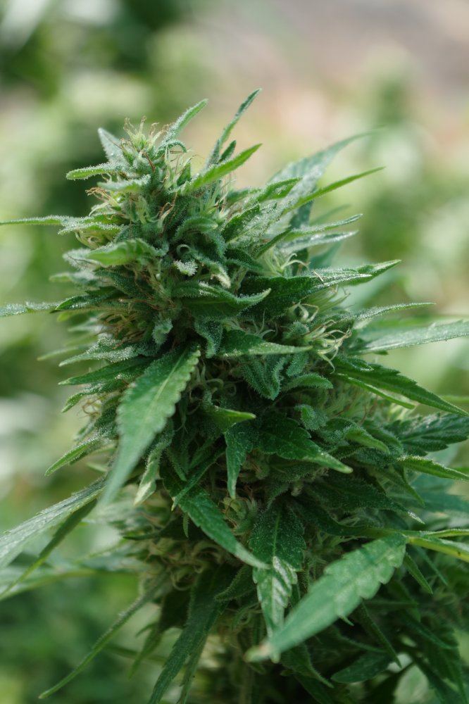 Grow Log 7823 09 16 2017