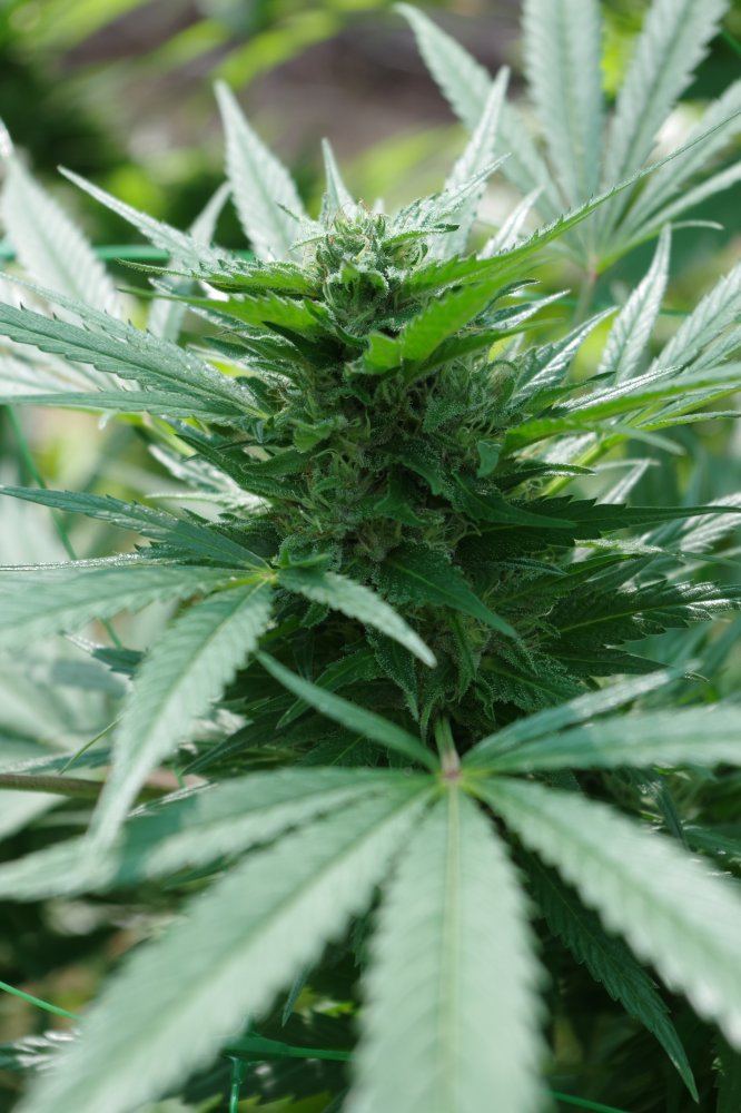 Grow Log 7987 09 16 2017