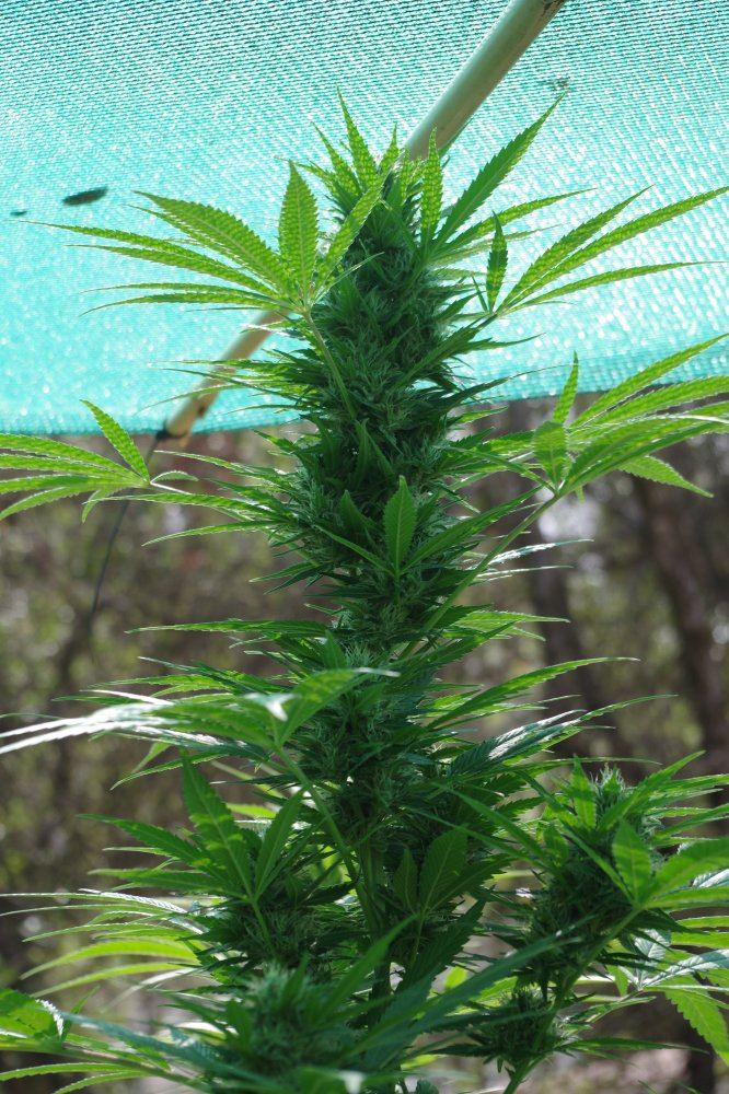 Grow Log 8101 09 16 2017