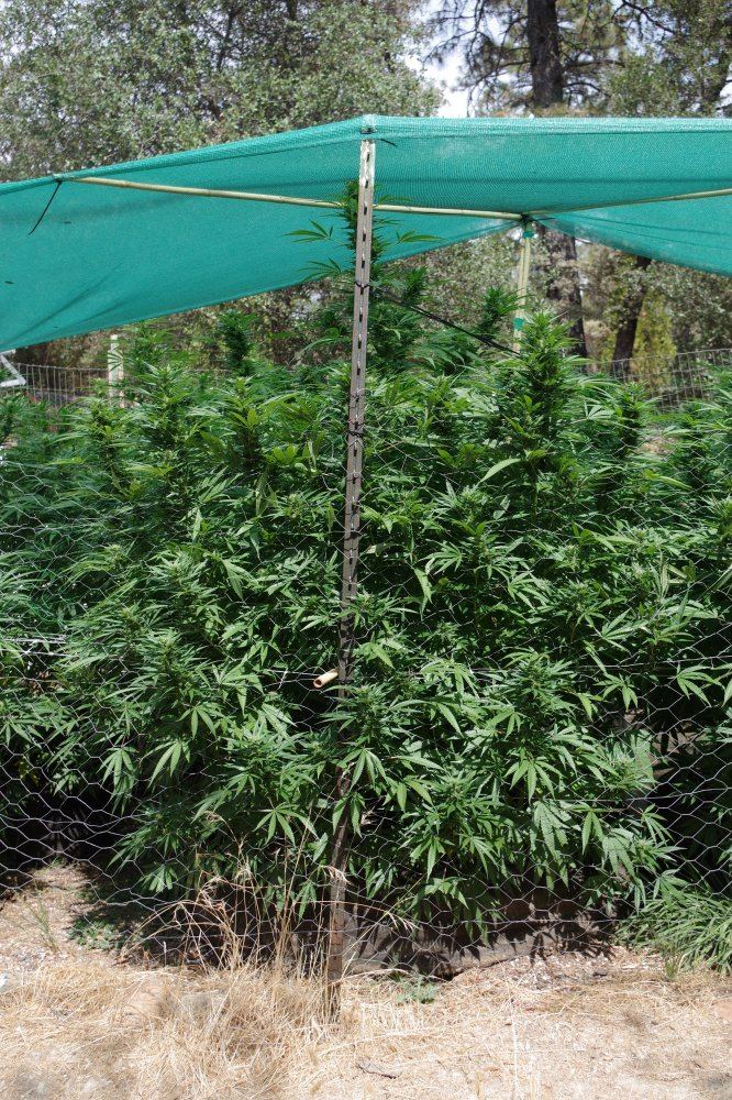 Grow Log 8254 09 16 2017