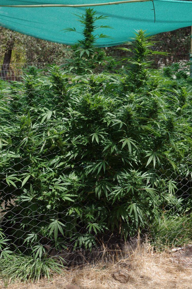 Grow Log 8258 09 16 2017