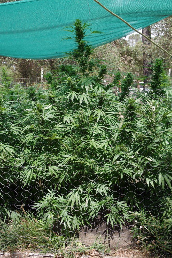 Grow Log 8286 09 16 2017